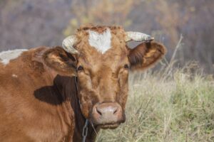 cow-3776948_1280