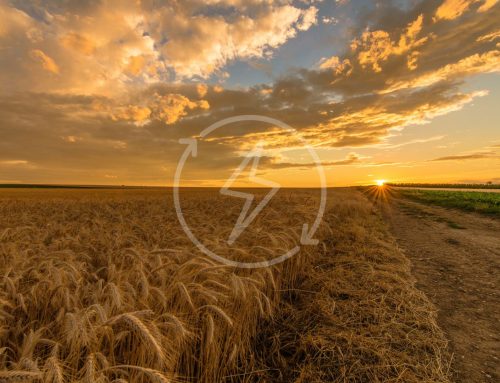 Kraftvärme och lokal energiförsörjning för landsbygdsföretag