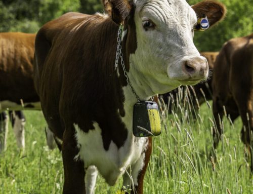 Digital teknik skapar nya möjligheter för betesbaserad kött- och mjölkproduktion